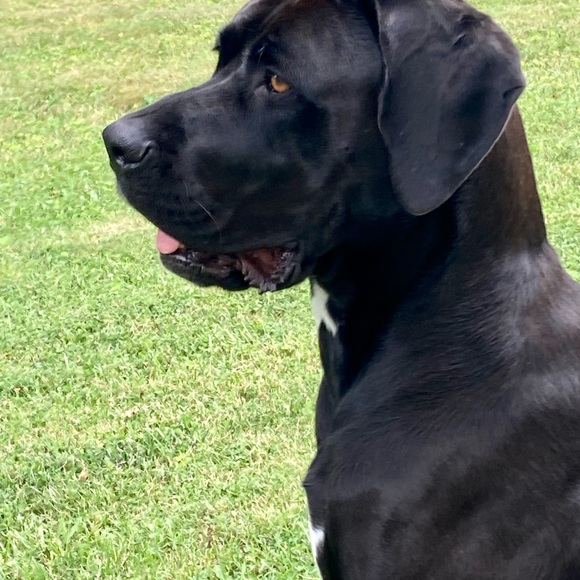 Meet your Posher, Jon - Picture 5 of 11